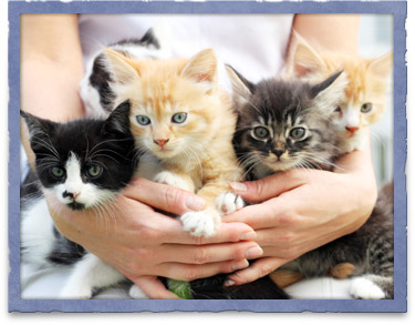Reproductive Medicine for Breeding Your Pet