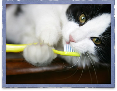 Caring for Your Pet's Teeth