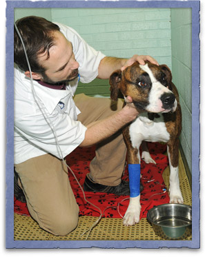 Postoperative Pet Care