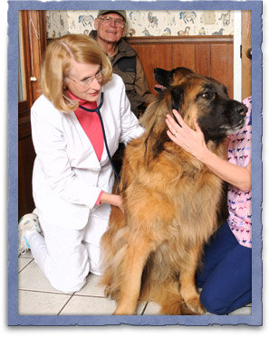 Pet wellness exams in Easton